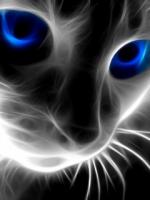 Blue_Eye_Cat.jpg