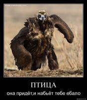 9935-ptitsa_ona_pridet_i_nabiet_tebe_ebalo.jpg